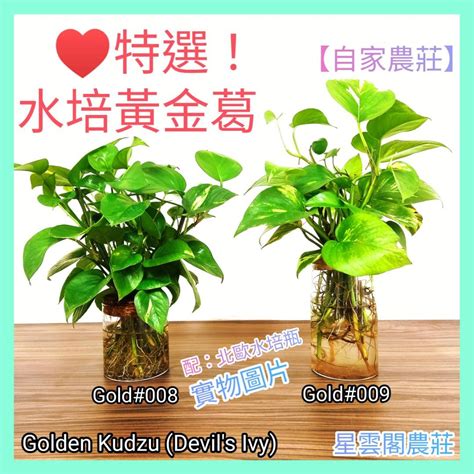 黃金葛風水|找到你的家居財位：黃金葛風水位置的完美指南 – 植物盆栽綠寶典